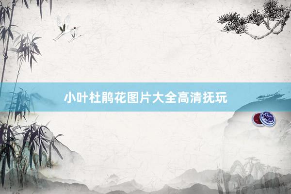 小叶杜鹃花图片大全高清抚玩